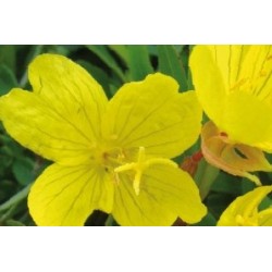 Oenothera Citron C0.65L