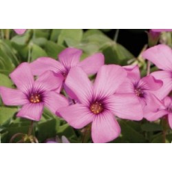 Oxalis Articulata C0.65L