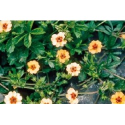 Potentilla Abricot C0.65L