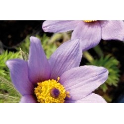 Pulsatilla Vulgaris C0.65L