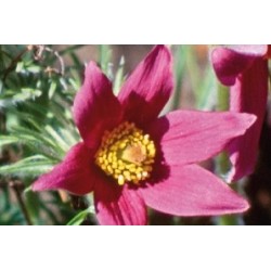 Pulsatilla vulgaris rge c0.65l