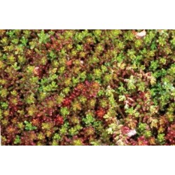 Sedum Album Coral Blc C0.65L