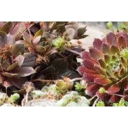 Sempervivum X C0.65L