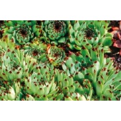 Sempervivum Calcareum C0.65L