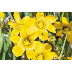 Sisyrinchium Californie C0.65L