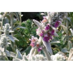 Stachys C0.65L