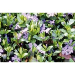 Vinca Major Bl C0.65L