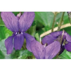 Viola Odorata Bl C0.65L