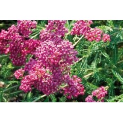 Achillea Millefolium Rose...