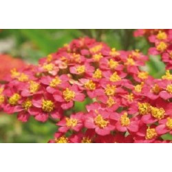Achillea Millefolium Rge...