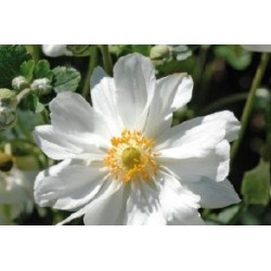 Anemone Japon Blc C0.65L