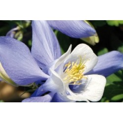 Aquilegia Bl C0.65L