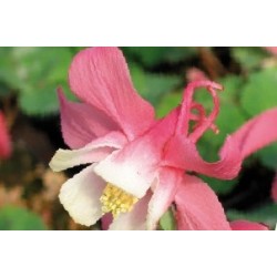Aquilegia Rose C0.65L