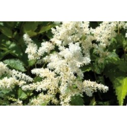 Astilbe Blc C0.65L