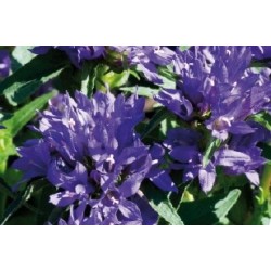 Campanula Glomerata Bl C0.65L