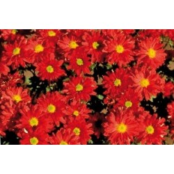 Chrysantheme Vivace Rge C0.65L