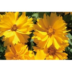 Coreopsis Haut Flr Sple C0.65L