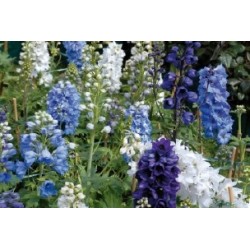 Delphinium C0.65L