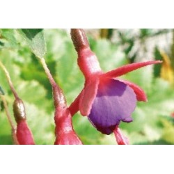 Fuchsia Mauve C0.65L