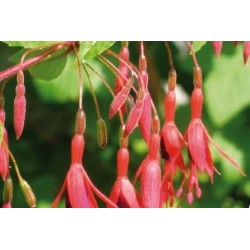 Fuchsia haut c0.65l
