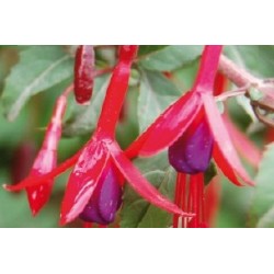 Fuchsia Riccartonii Rge C0.65L