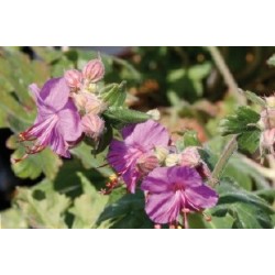Geranium Vivace Des Balkans...