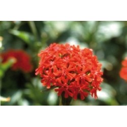 Lychnis Coronaria Rge Sang...