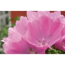 Malva Rose C0.65L