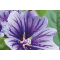 Malva Bl C0.65L