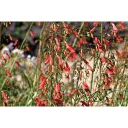 Penstemon Rge C0.65L