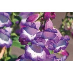Penstemon Vlt-Gorge Blc C0.65L