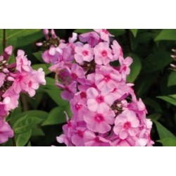 Phlox paniculata rose c0.65l