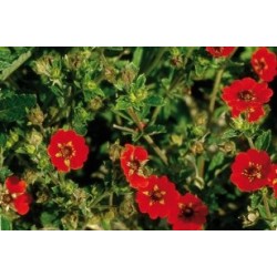 Potentilla Rge C0.65L