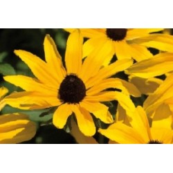 Rudbeckia Jne C0.65L