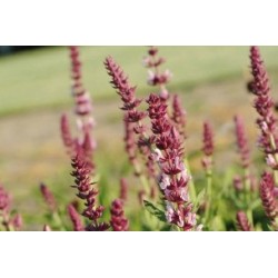 Sauge Superba Rose C0.65L