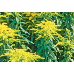 Solidago Haut C0.65L