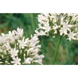 Agapanthus Alba C0.65L