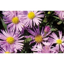 Aster Haut D Ete Rose C0.65L