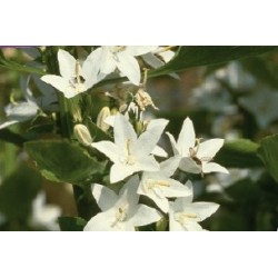 Campanula Pyramidalis Alba...