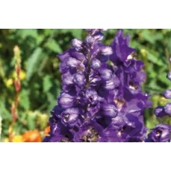 Delphinium Vlt-Noir C0.65L