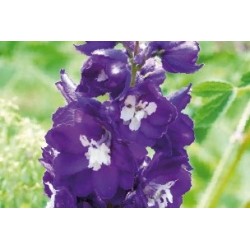 Delphinium Vlt-Blanc C0.65L