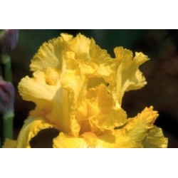 Iris Des Jardins Jne C0.65L