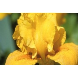 Iris Des Jardins Jne C0.65L