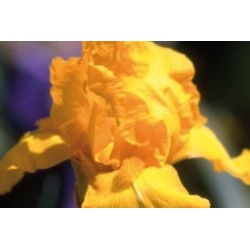 Iris Des Jardins Jne Fonce...