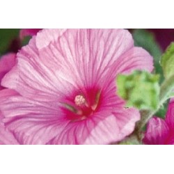 Lavatera Rose Fonce C0.65L