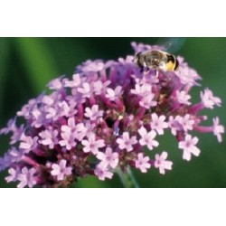 Verbena Bonariensis C0.65L