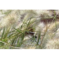 Pennisetum Villosum...