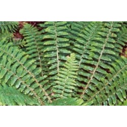 Polystichum C0.65L