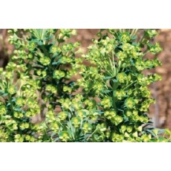 Euphorbia Martinii C0.65L