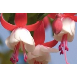 Fuchsia rose-blanc c0.65l